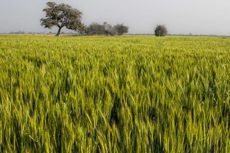 Wheat fields in Bihar irrigated using groundwater - wheat is the major Rabi crop of Bihar under the Green Revolution 